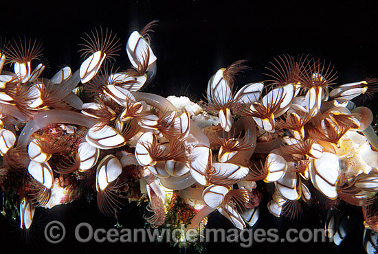 Pelagic Goose-neck Barnacle Lepas australis photo