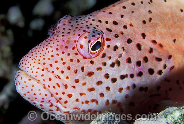 Freckled Hawkfish Paracirrhites forsteri photo
