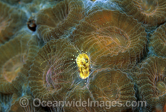 Coral Barnacle Pyrgomatid Barnacle photo