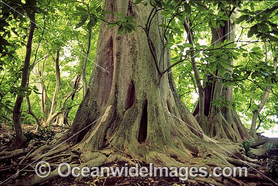 Pisonia Tree Pisonia grandis rainforest photo