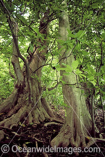 Pisonia Tree Pisonia grandis rainforest photo