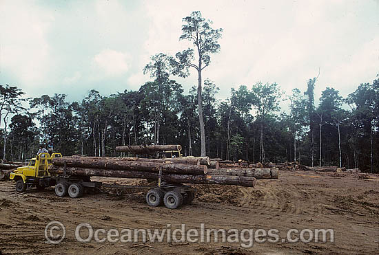 Rainforest Logging Papua New Guinea photo