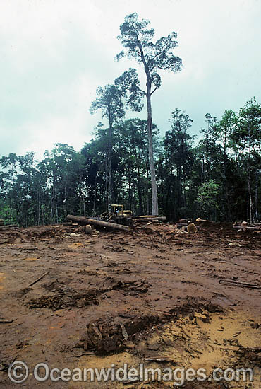 Rainforest Logging Papua New Guinea photo