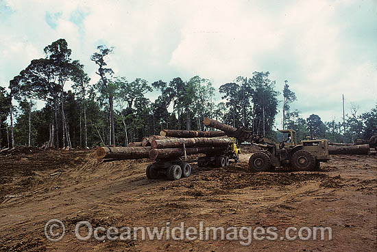 Rainforest Logging Papua photo