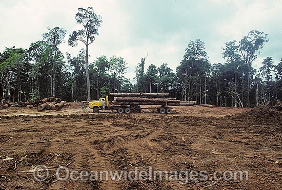 Rainforest Logging Malaysian photo