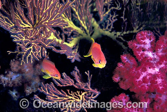 Orange Fairy Basslets (Pseudanthias cf cheirospilos) amongst Soft Corals. Great Barrier Reef, Queensland, Australia Photo - Gary Bell
