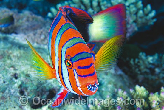http://www.oceanwideimages.com/images/932/large/harlequin-tuskfish-24M1088-035.jpg