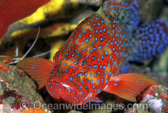 Coral Grouper Cephalopholis miniata photo Coral Grouper Cephalopholis miniata photo