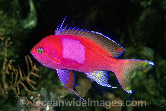 Square-spot Basslet Pseudanthias pleurotaenia photo