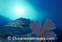 Potato Cod Epinephelus tukula Photo - Gary Bell