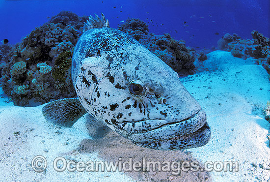 Epinephelus tukula Potato Grouper photo Epinephelus tukula Potato Grouper photo