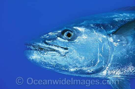 Dogtooth Tuna Gymnosarda unicolor photo