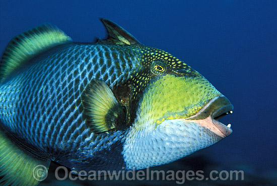 Titan Triggerfish (Balistoides viridescens). Bali, Indonesia. Found thoughout the Great Barrier Reef, NW Australia, SE Asia and Indo-central Pacific. Photo - Gary Bell