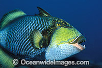 Titan Triggerfish Balistoides viridescens Photo - Gary Bell
