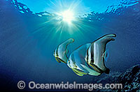 Batfish Platax teira in sunrays Photo - Gary Bell