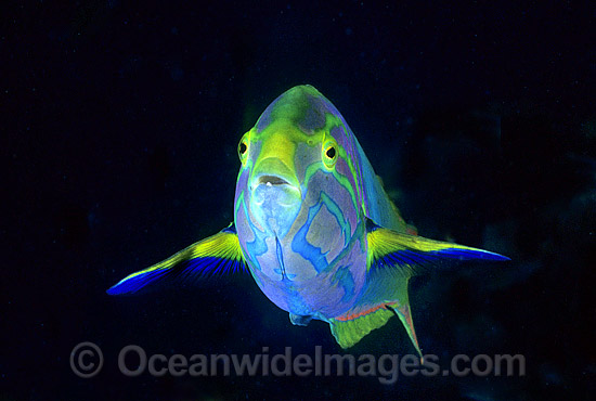 Sunset Wrasse Thalassoma lutescens photo