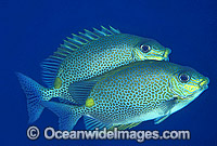 Spotted Rabbitfish Siganus guttatus Photo - Gary Bell