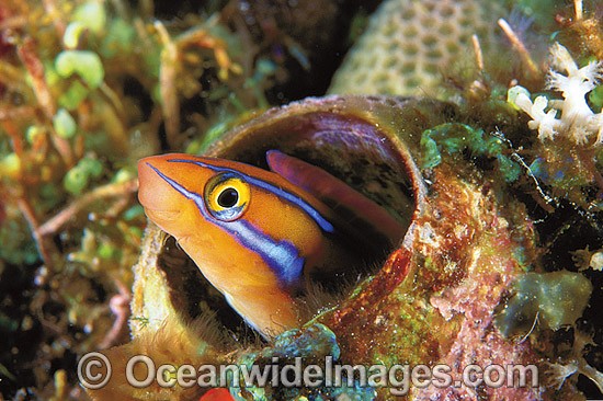 Blue-lined Sabretooth Blenny (Plagiotremus rhinorynchos) in old tube Worm tube. Also known as Tube-worm Blenny. Great Barrier Reef, Queensland, Australia Photo - Gary Bell