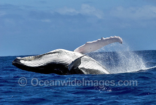 Humpback Whale (Megaptera novaeangliae) - breaching on surface. Tonga, South Pacific Ocean. Classified as Vulnerable on the IUCN Red List. Sequence: 10c Photo - Gary Bell