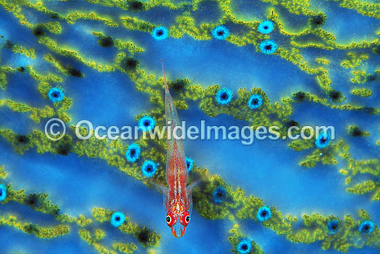 Ghost Goby (Pleurosicya micheli) on a Giant Clam mantle (Tridacna sp.). Great Barrier Reef, Queensland, Australia Photo - Gary Bell Ghost Goby (Pleurosicya micheli) on a Giant Clam mantle (Tridacna sp.). Great Barrier Reef, Queensland, Australia Photo - Gary Bell