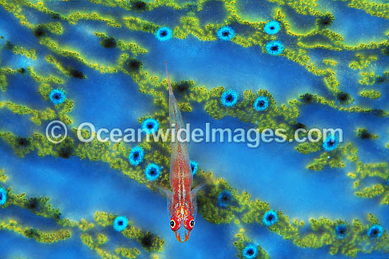 Ghost Goby Pleurosicya micheli on Clam photo