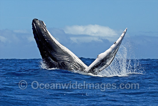 Humpback Whale (Megaptera novaeangliae) - breaching on surface. Tonga, South Pacific Ocean. Classified as Vulnerable on the IUCN Red List. Photo - Gary Bell Humpback Whale (Megaptera novaeangliae) - breaching on surface. Tonga, South Pacific Ocean. Classified as Vulnerable on the IUCN Red List. Photo - Gary Bell