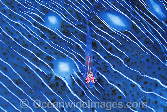 Ghost Goby (Pleurosicya micheli) on a Giant Clam mantle (Tridacna sp.). Great Barrier Reef, Queensland, Australia Photo - Gary Bell Ghost Goby (Pleurosicya micheli) on a Giant Clam mantle (Tridacna sp.). Great Barrier Reef, Queensland, Australia Photo - Gary Bell