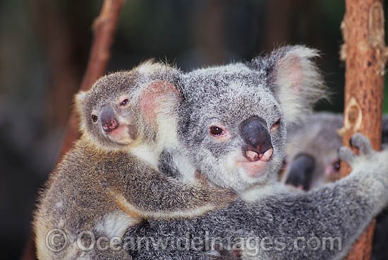 Koala mother with cub photo