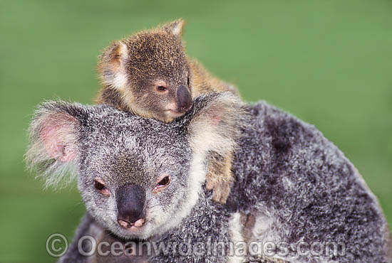Koala mother with cub photo Koala mother with cub photo