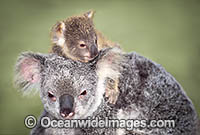 Koala mother with cub Photo - Gary Bell