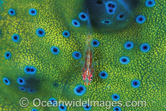 Ghost Goby (Pleurosicya micheli) on a Giant Clam mantle (Tridacna sp.). Great Barrier Reef, Queensland, Australia Photo - Gary Bell