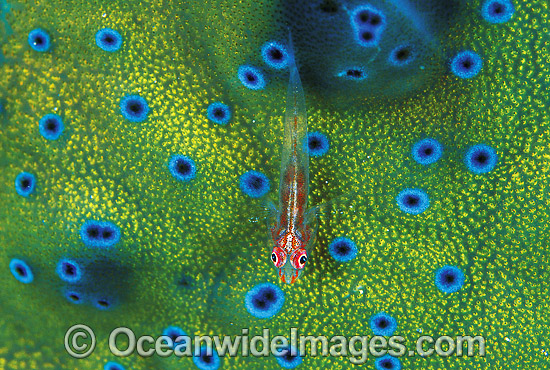 Ghost Goby (Pleurosicya micheli) on a Giant Clam mantle (Tridacna sp.). Great Barrier Reef, Queensland, Australia Photo - Gary Bell Ghost Goby (Pleurosicya micheli) on a Giant Clam mantle (Tridacna sp.). Great Barrier Reef, Queensland, Australia Photo - Gary Bell