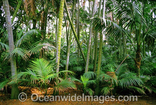 Kentia Palm Forest Lord Howe Island photo