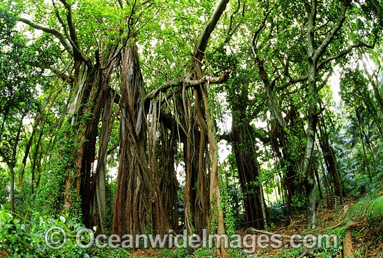 Banyan Fig Tree Lord Howe Island photo