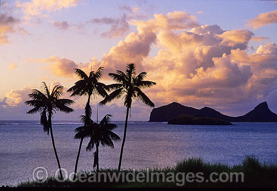 Lord Howe Island Lagoon Kentia Palms photo