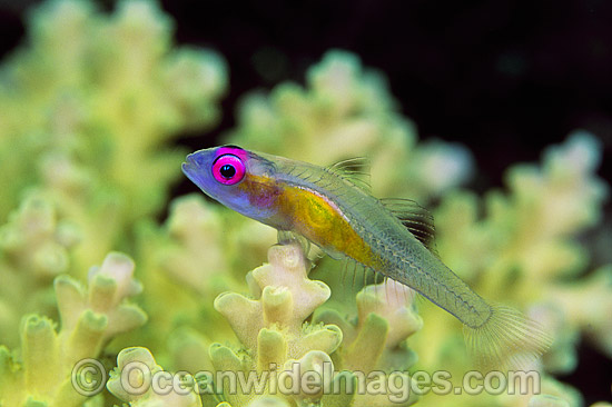 Purple-eyed Goby (Bryaninops natans) on Acropora Coral. Great Barrier Reef, Queensland, Australia Photo - Gary Bell Purple-eyed Goby (Bryaninops natans) on Acropora Coral. Great Barrier Reef, Queensland, Australia Photo - Gary Bell
