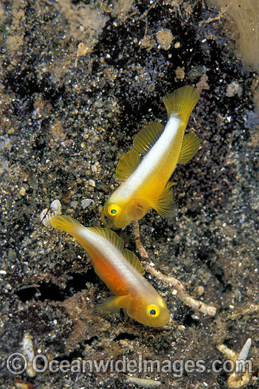 Dinah's Goby Lubricogobius dinah photo