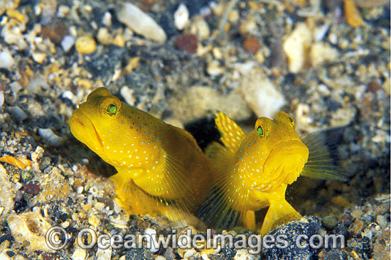 Yellow Shrimp Goby Cryptocentrus cinctus photo Yellow Shrimp Goby Cryptocentrus cinctus photo