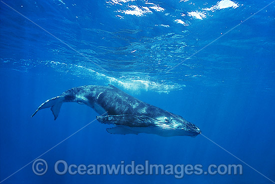 Humpback Whale calf underwater photo