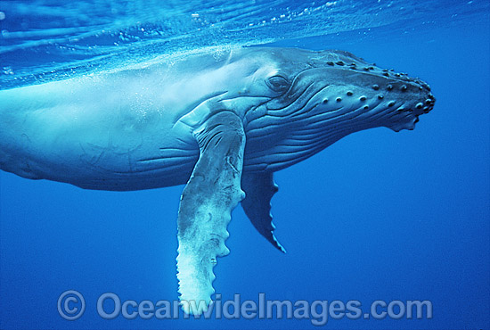 Humpback Whale (Megaptera novaeangliae) - calf underwater. Found throughout the world's oceans in both tropical and polar areas, depending on the season. Classified as Vulnerable on the 2000 IUCN Red List. Photo - Gary Bell Humpback Whale (Megaptera novaeangliae) - calf underwater. Found throughout the world's oceans in both tropical and polar areas, depending on the season. Classified as Vulnerable on the 2000 IUCN Red List. Photo - Gary Bell