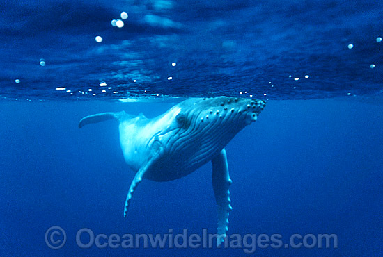 Humpback Whale (Megaptera novaeangliae) - calf underwater. Found throughout the world's oceans in both tropical and polar areas, depending on the season. Classified as Vulnerable on the 2000 IUCN Red List. Photo - Gary Bell Humpback Whale (Megaptera novaeangliae) - calf underwater. Found throughout the world's oceans in both tropical and polar areas, depending on the season. Classified as Vulnerable on the 2000 IUCN Red List. Photo - Gary Bell