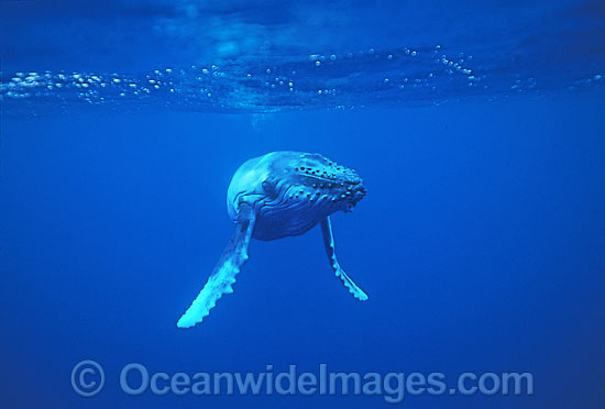 Humpback Whale (Megaptera novaeangliae) - calf underwater. Found throughout the world's oceans in both tropical and polar areas, depending on the season. Classified as Vulnerable on the 2000 IUCN Red List. Photo - Gary Bell