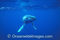 Humpback Whale calf underwater Photo - Gary Bell