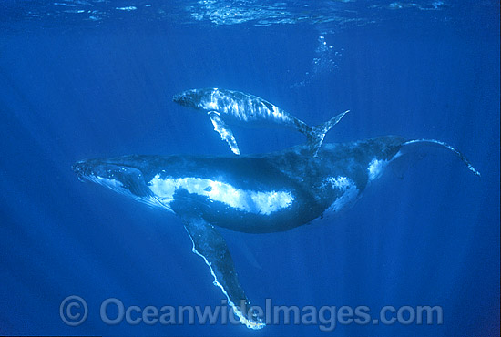 Humpback Whale (Megaptera novaeangliae) - mother with calf underwater. Found throughout the world's oceans in both tropical and polar areas, depending on the season. Classified as Vulnerable on the 2000 IUCN Red List. Photo - Gary Bell Humpback Whale (Megaptera novaeangliae) - mother with calf underwater. Found throughout the world's oceans in both tropical and polar areas, depending on the season. Classified as Vulnerable on the 2000 IUCN Red List. Photo - Gary Bell