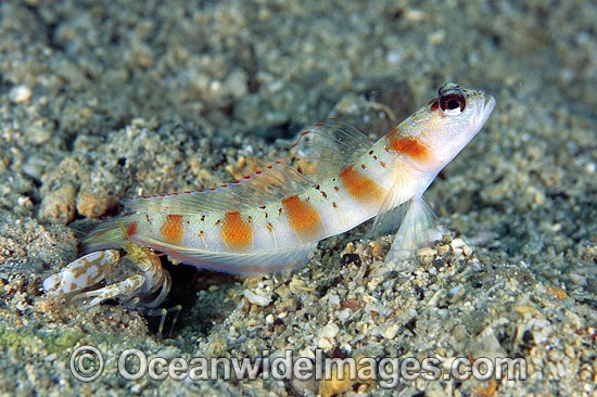 Eye-brow Shrimp Goby photo