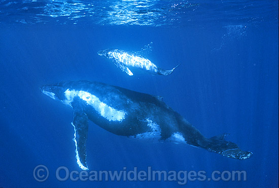 Humpback Whale (Megaptera novaeangliae) - mother with calf underwater. Found throughout the world's oceans in both tropical and polar areas, depending on the season. Classified as Vulnerable on the 2000 IUCN Red List. Photo - Gary Bell Humpback Whale (Megaptera novaeangliae) - mother with calf underwater. Found throughout the world's oceans in both tropical and polar areas, depending on the season. Classified as Vulnerable on the 2000 IUCN Red List. Photo - Gary Bell