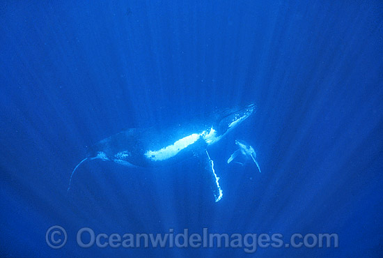 Humpback Whale (Megaptera novaeangliae) - mother with newborn calf, only days old, underwater. Found throughout the world's oceans in both tropical and polar areas, depending on the season. Classified as Vulnerable on the 2000 IUCN Red List. Photo - Gary Bell Humpback Whale (Megaptera novaeangliae) - mother with newborn calf, only days old, underwater. Found throughout the world's oceans in both tropical and polar areas, depending on the season. Classified as Vulnerable on the 2000 IUCN Red List. Photo - Gary Bell