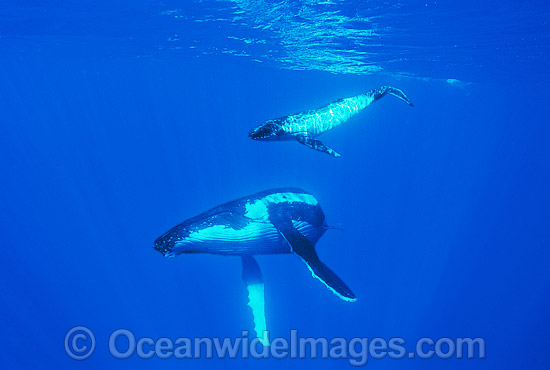 Humpback Whale (Megaptera novaeangliae) - mother with calf underwater. Found throughout the world's oceans in both tropical and polar areas, depending on the season. Classified as Vulnerable on the 2000 IUCN Red List. Photo - Gary Bell Humpback Whale (Megaptera novaeangliae) - mother with calf underwater. Found throughout the world's oceans in both tropical and polar areas, depending on the season. Classified as Vulnerable on the 2000 IUCN Red List. Photo - Gary Bell