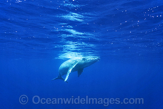 Humpback Whale (Megaptera novaeangliae) - newborn calf, only days old, underwater. Found throughout the world's oceans in both tropical and polar areas, depending on the season. Classified as Vulnerable on the 2000 IUCN Red List. Photo - Gary Bell