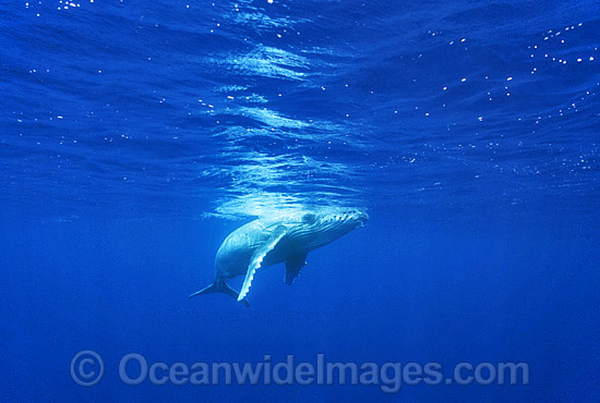 Humpback Whale (Megaptera novaeangliae) - newborn calf, only days old, underwater. Found throughout the world's oceans in both tropical and polar areas, depending on the season. Classified as Vulnerable on the 2000 IUCN Red List. Photo - Gary Bell Humpback Whale (Megaptera novaeangliae) - newborn calf, only days old, underwater. Found throughout the world's oceans in both tropical and polar areas, depending on the season. Classified as Vulnerable on the 2000 IUCN Red List. Photo - Gary Bell